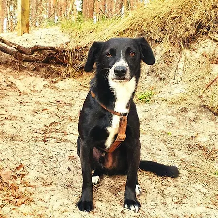 Dg-apartment Happy Ocean Nur Zwei Minuten Zum * Pobierowo